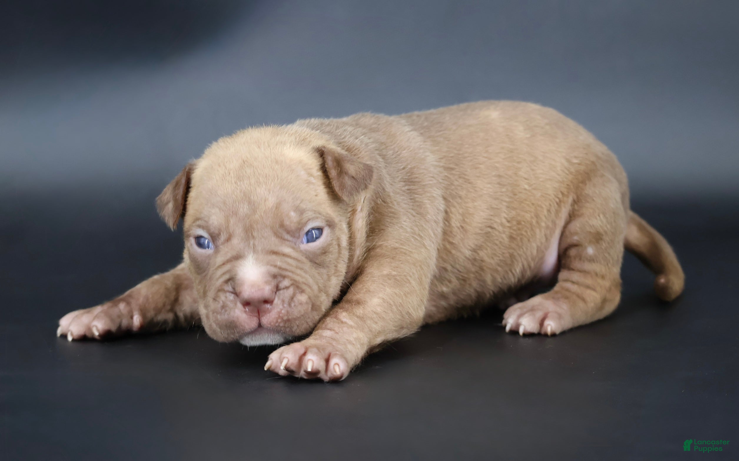 American Bully dogs Ramses - XL - ABKC - Ad 1