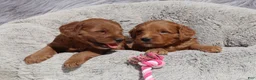 Mini Goldendoodle dogs for sale: Melody 🌷GenClearParents - Ad 4