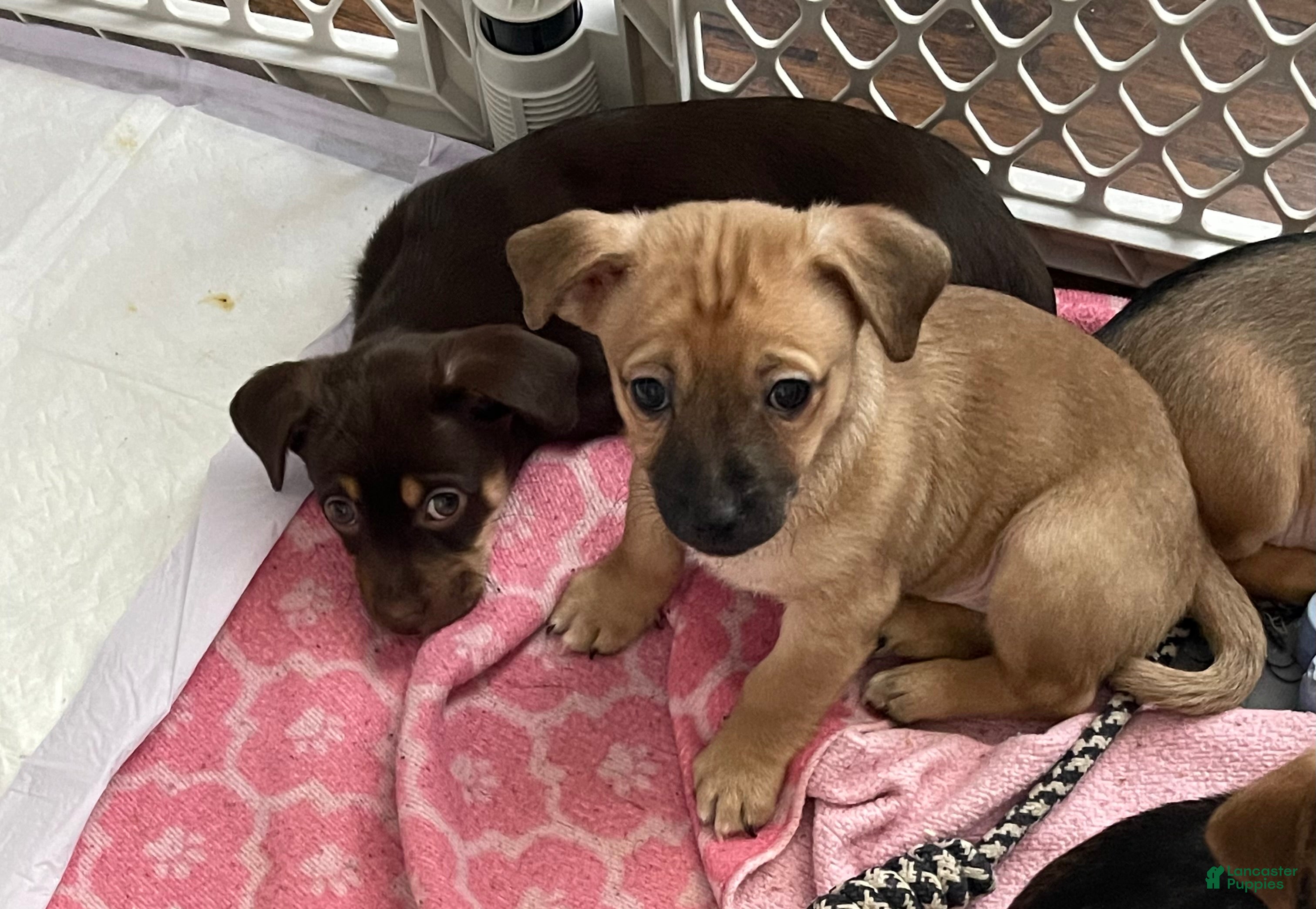 Chihuahua dogs Chihuahua 1 - Ad 2