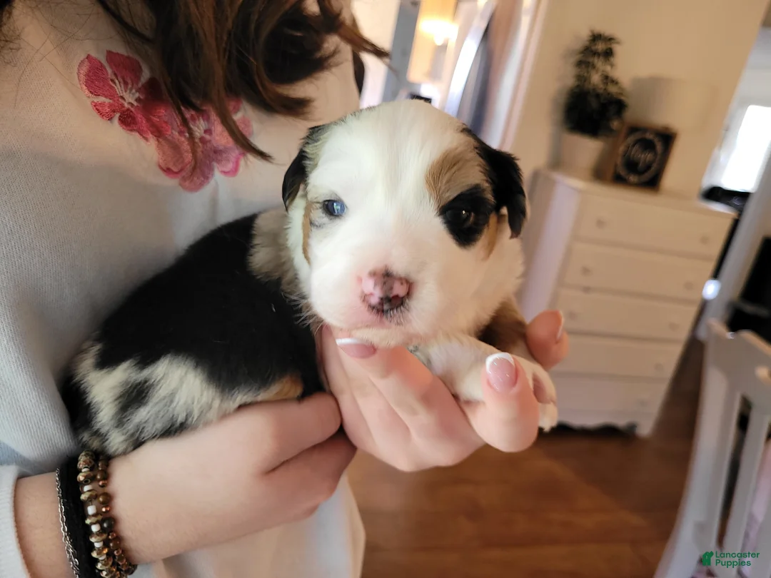 Australian Shepherd dogs for sale: Britches  - Ad 1