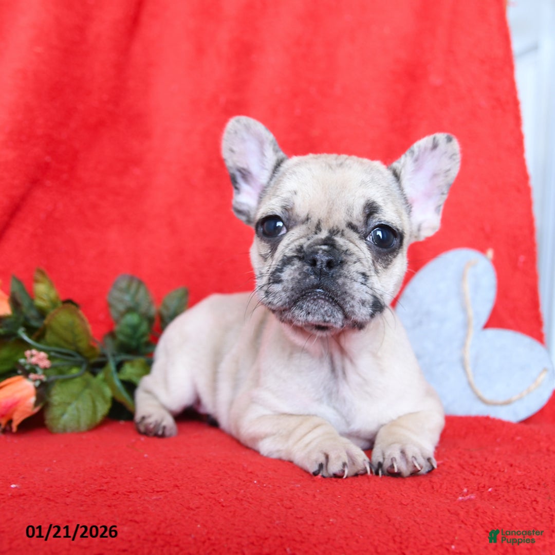 French Bulldog dogs for sale: Bella   - Ad 4
