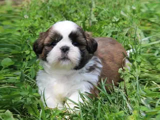 Shih Tzu dogs Lainey - Ad 42