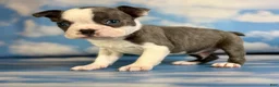Frenchton dogs for sale: Lux - Ad 3