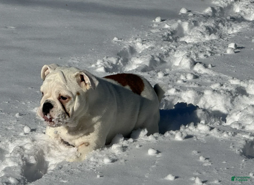 English Bulldog dogs for sale: Heartly - Ad 5