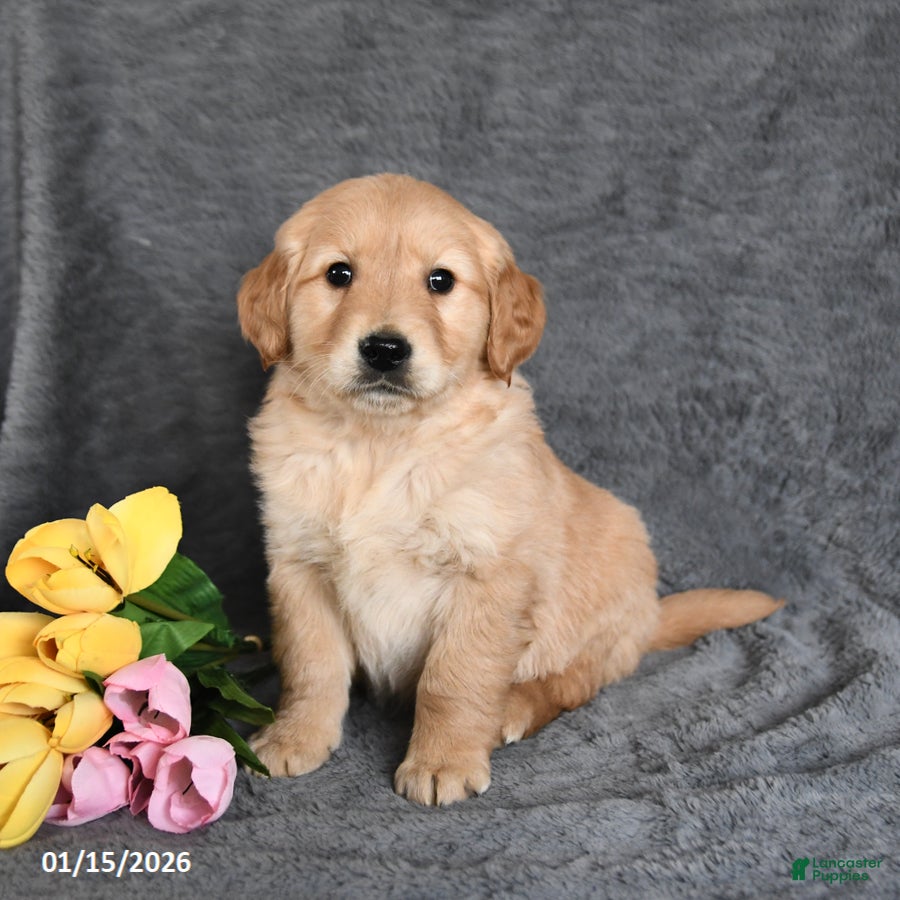 Golden Retriever dogs Cody - Ad 39