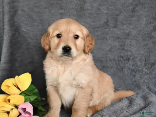 Golden Retriever dogs Cody - Ad 2