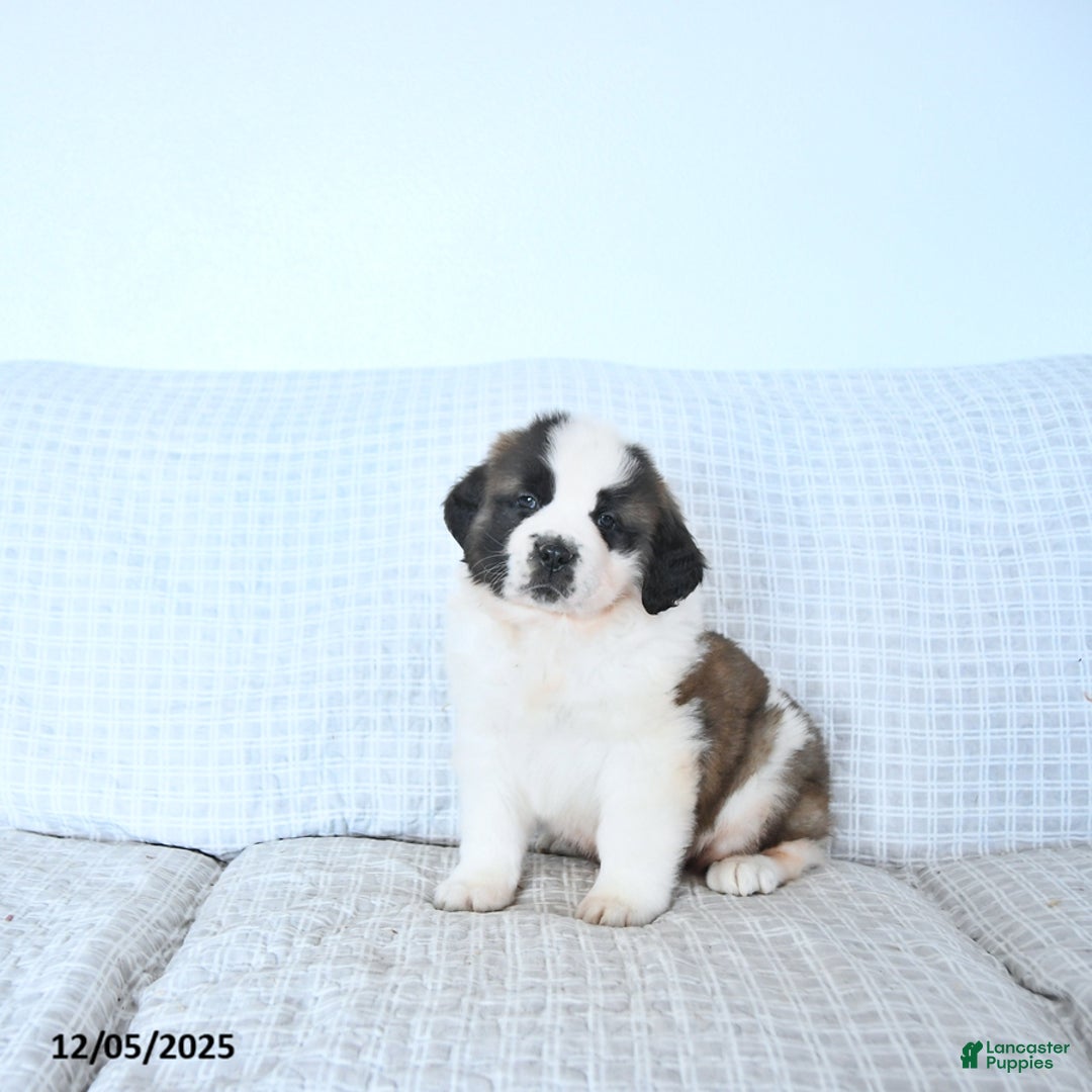Saint Bernard dogs for sale: Rudolph - Ad 1