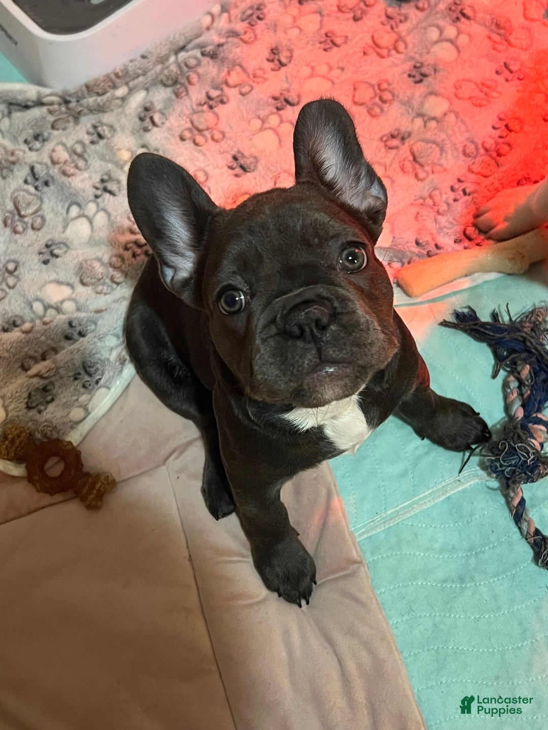 French Bulldog dogs for sale: MISO - Ad 2