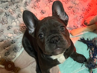 French Bulldog dogs MISO - Ad 4