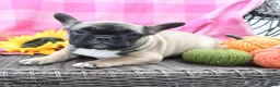 French Bulldog dogs for sale: Kayla - Ad 4