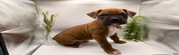Boxer dogs for sale: Coco - Ad 5