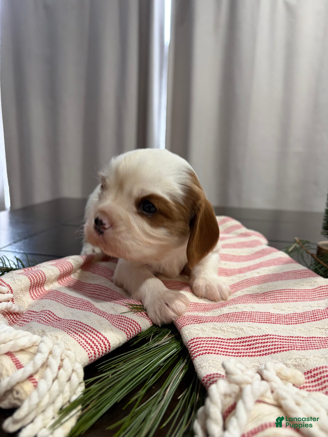 Cavalier King Charles Spaniel dogs for sale: Shepherd  - Ad 4