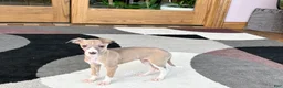 Italian Greyhound dogs for sale: Male fawn Italian Greyhound Puppy 2 - Ad 11