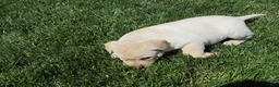 Labrador Retriever dogs for sale: Labrador Retriever Puppy 1 - Ad 4