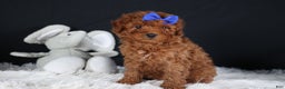Miniature Poodle dogs for sale: BAILEY - Ad 3
