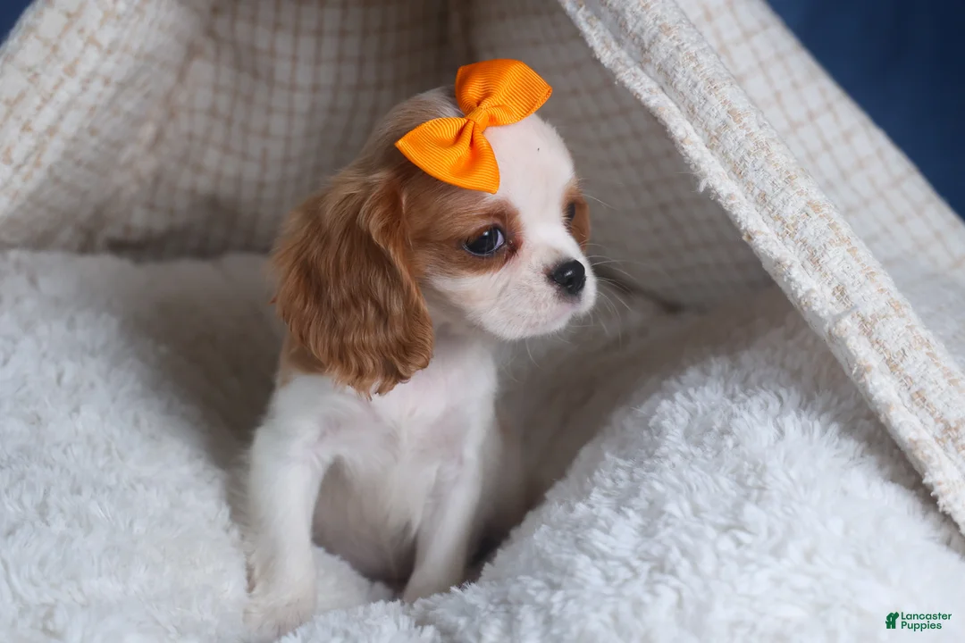 Cavalier King Charles Spaniel dogs for sale: Patsy - Ad 11