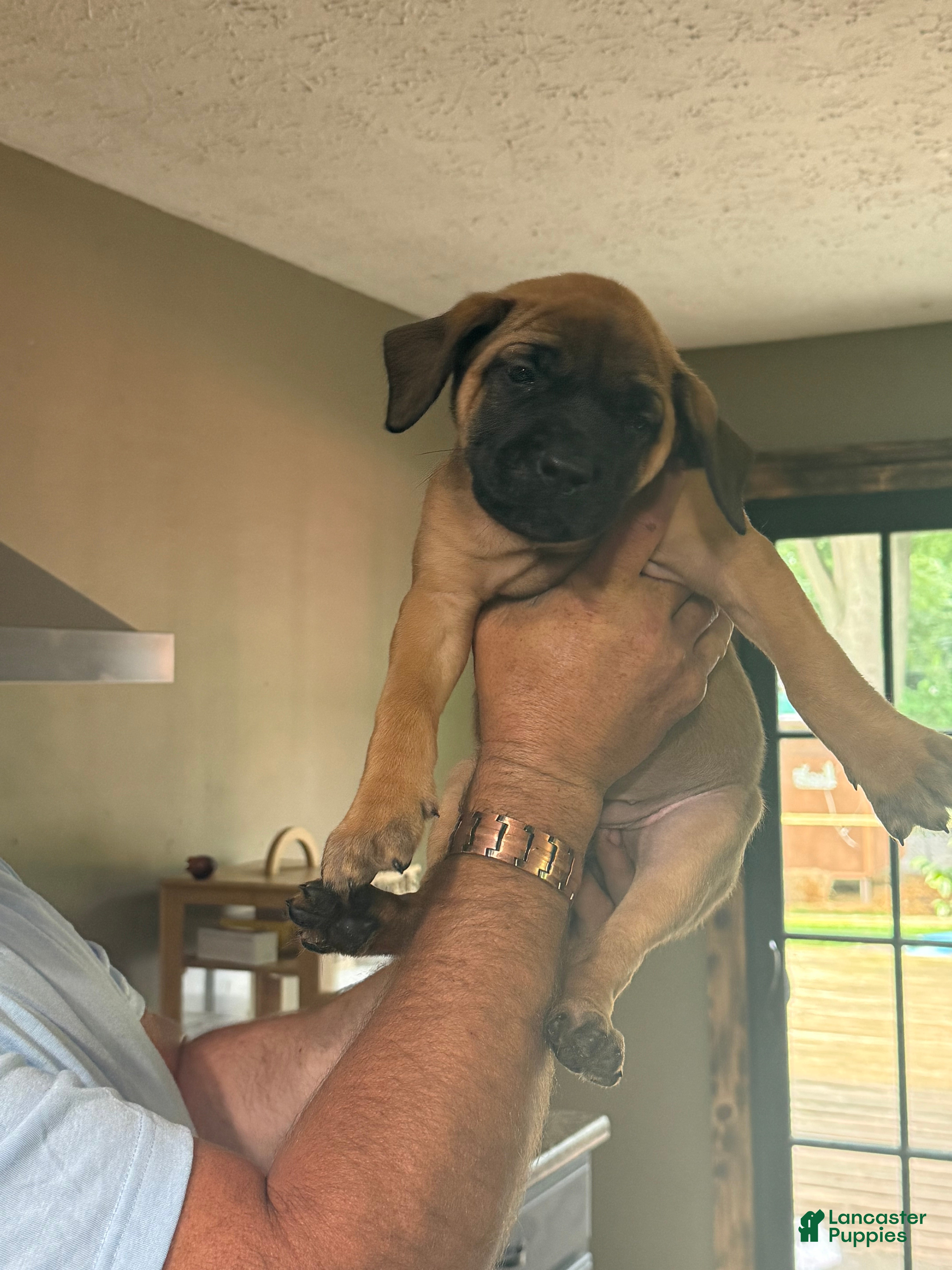 English Mastiff dogs English Mastiff 8 - Ad 6
