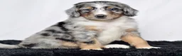 Bernedoodle dogs for sale: Mr. Hugo - Ad 4