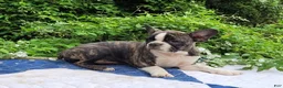 Frenchton dogs for sale: Poppi - Ad 2