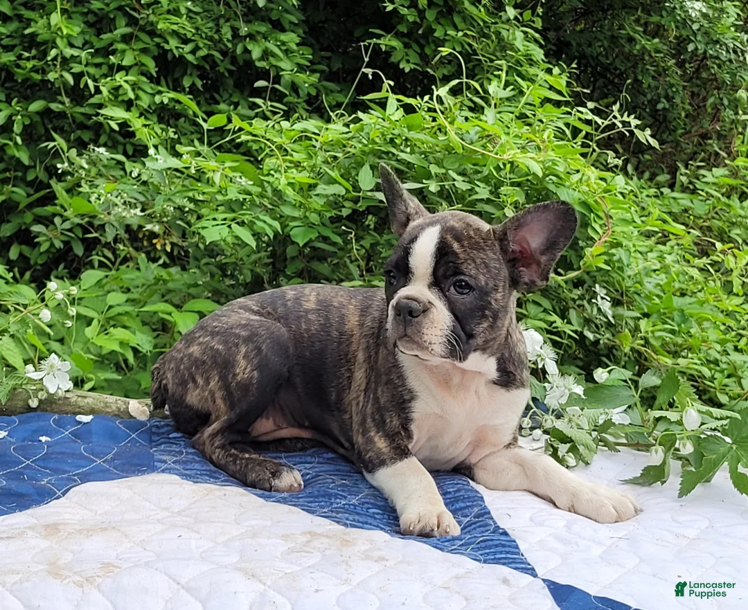 Frenchton dogs for sale: Poppi - Ad 2