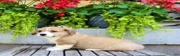 Welsh Corgi Pembroke dogs for sale: Rusty - Ad 3