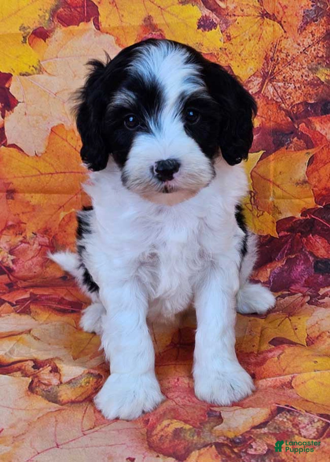 Mini Sheepadoodle Puppies for sale in Ohio Lancaster Puppies