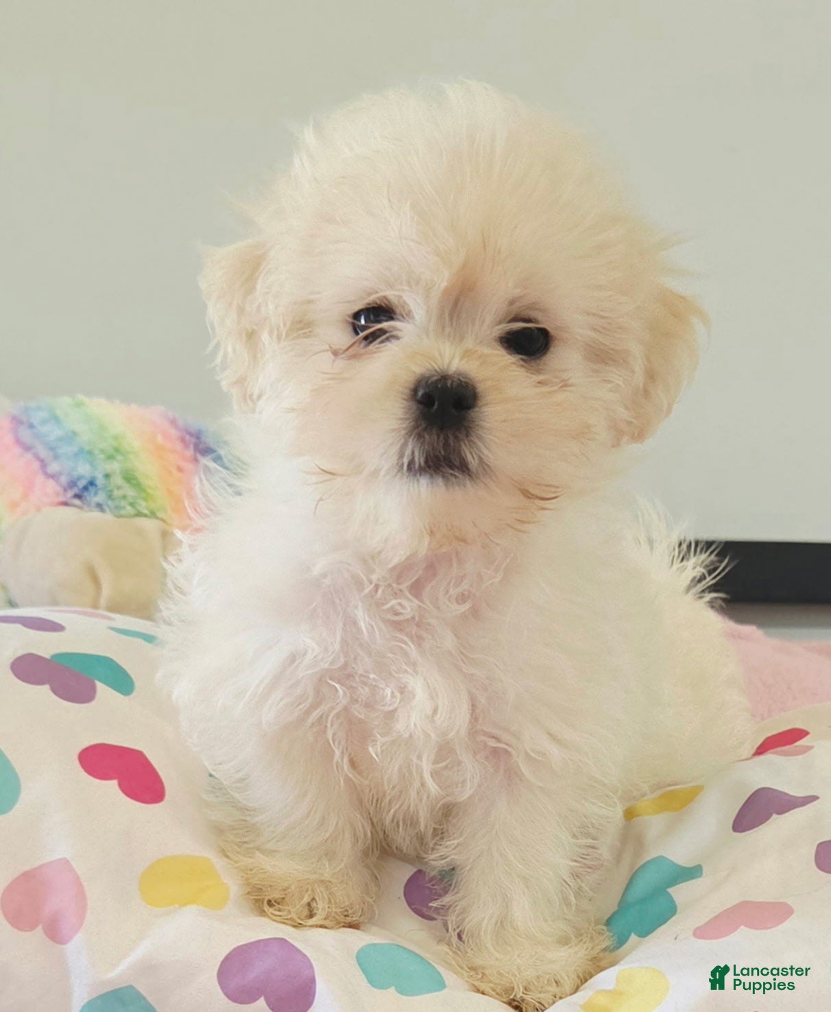Malshi dogs for sale: Malshi 1 - Ad 15