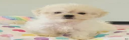 Malshi dogs for sale: Malshi 1 - Ad 1
