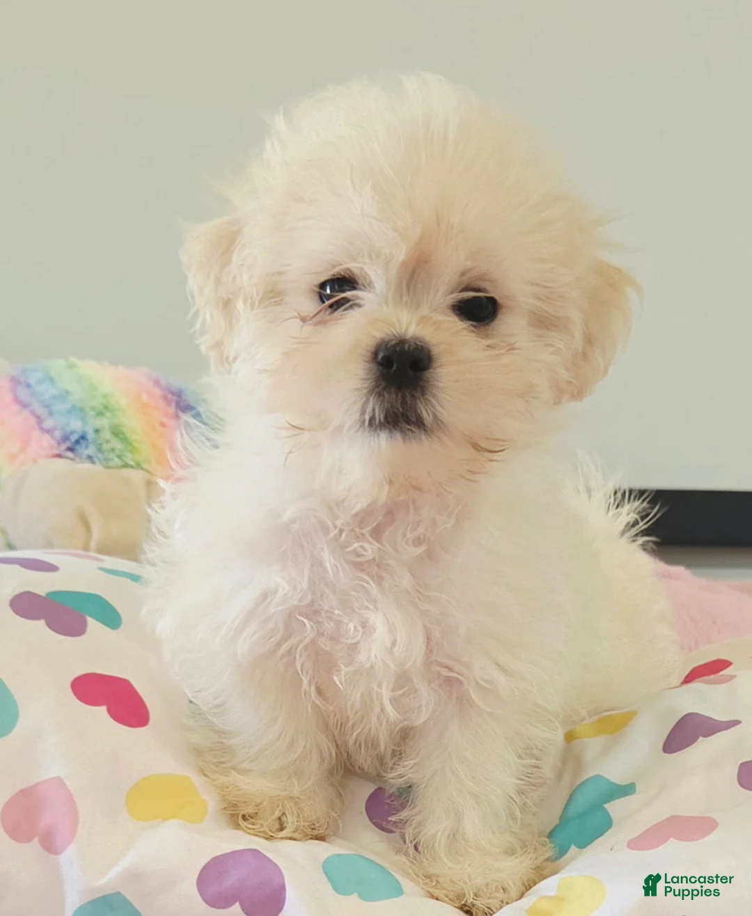 Malshi dogs for sale: Malshi 1 - Ad 1