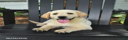 Labrador Retriever dogs for sale: Sparkle - Ad 4