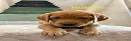 Labrador Retriever dogs for sale: Rubble - Ad 2