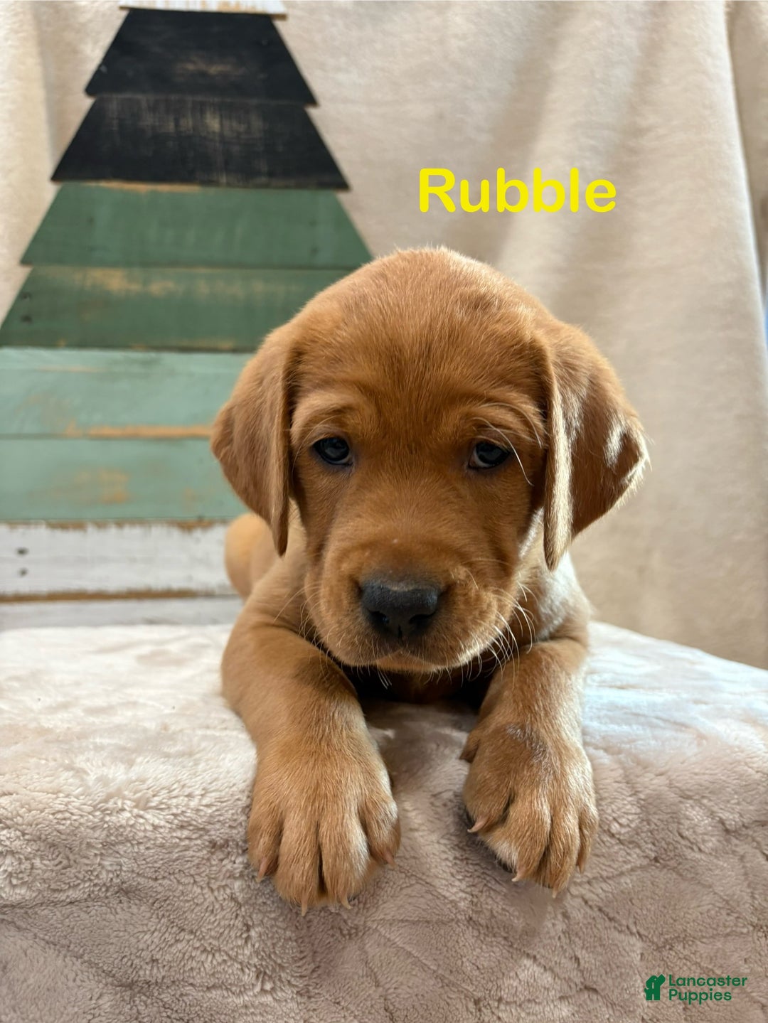 Labrador Retriever dogs for sale: Rubble - Ad 2