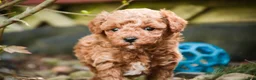 Miniature Poodle dogs for sale: Pierce - Ad 6