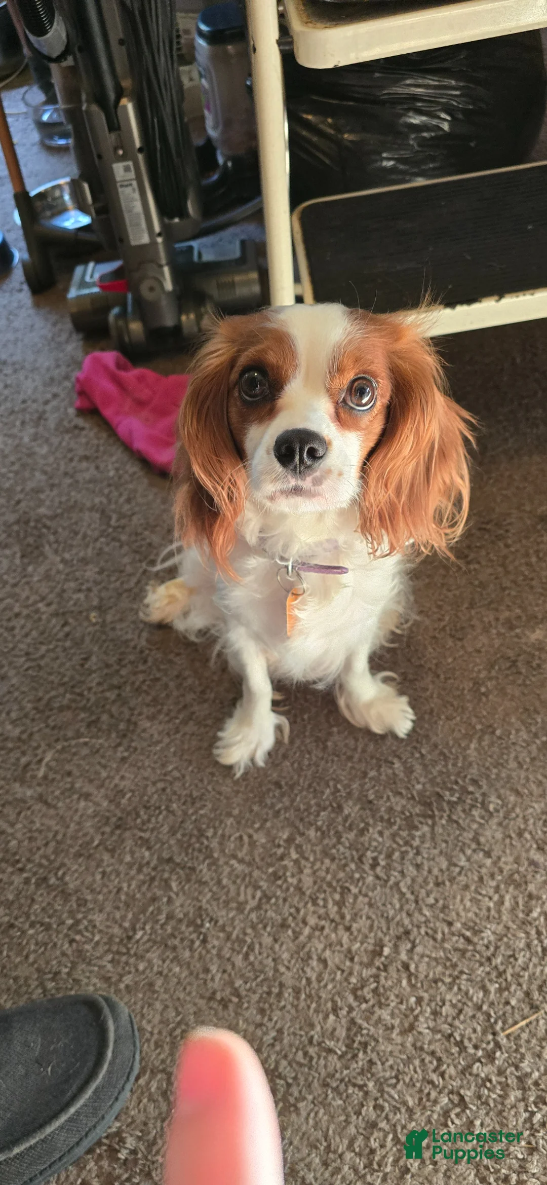 Cavalier King Charles Spaniel dogs for sale: Cavalier King Charles Spaniel Puppy 3 Dotty - Ad 2