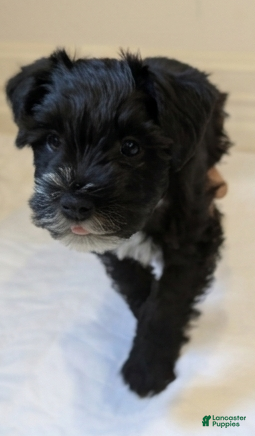 Miniature Schnauzer dogs Panda - M - Ad 1