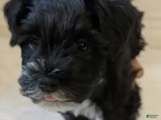 Miniature Schnauzer dogs for sale: Panda - M - Ad 2