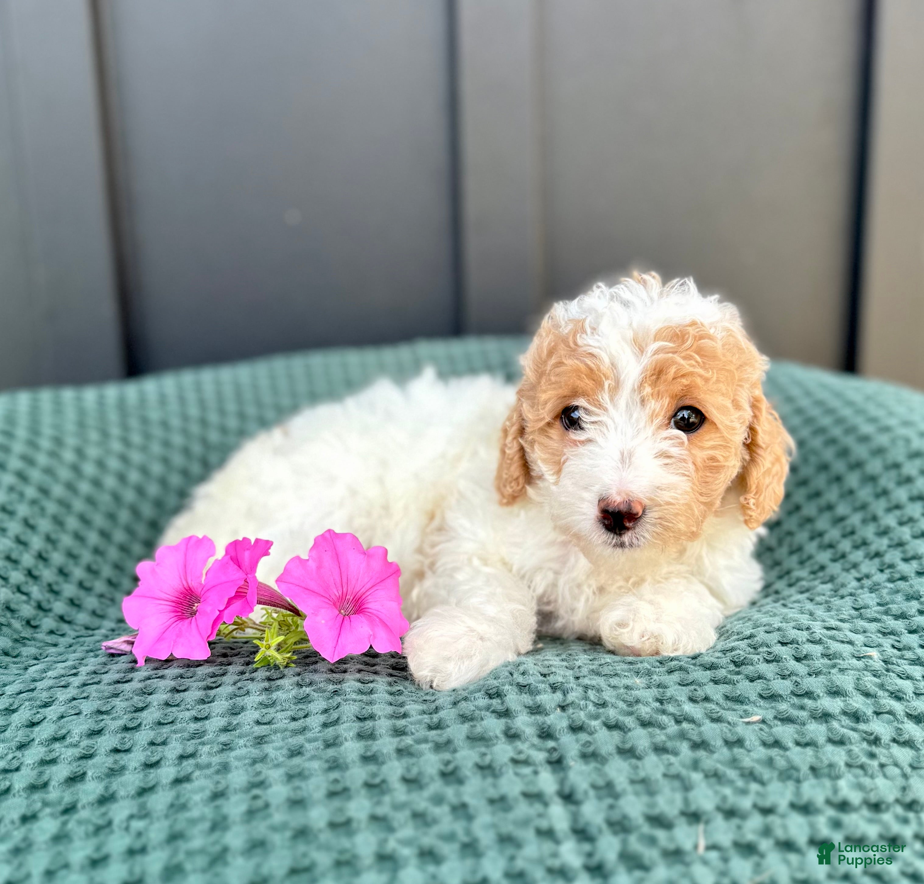 Mini Goldendoodle dogs SOPHIE - Ad 2