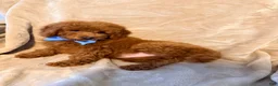 Toy Poodle dogs for sale: Gus - ACA Potty Trained Poodle  - Ad 3