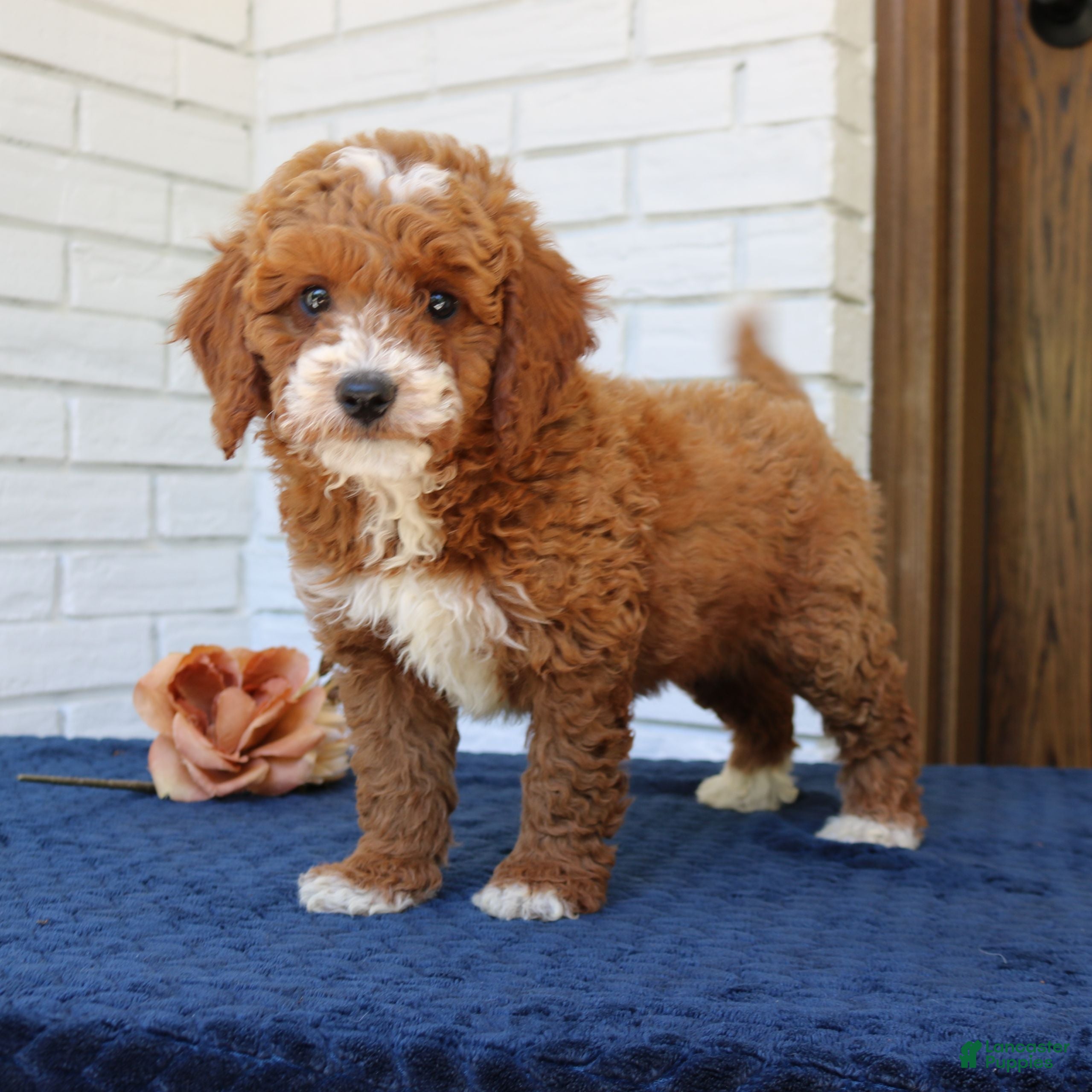 Mini Goldendoodle dogs Sparky  - Ad 1