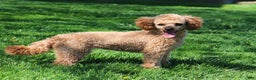 Miniature Poodle dogs for sale: Buddy - Ad 6