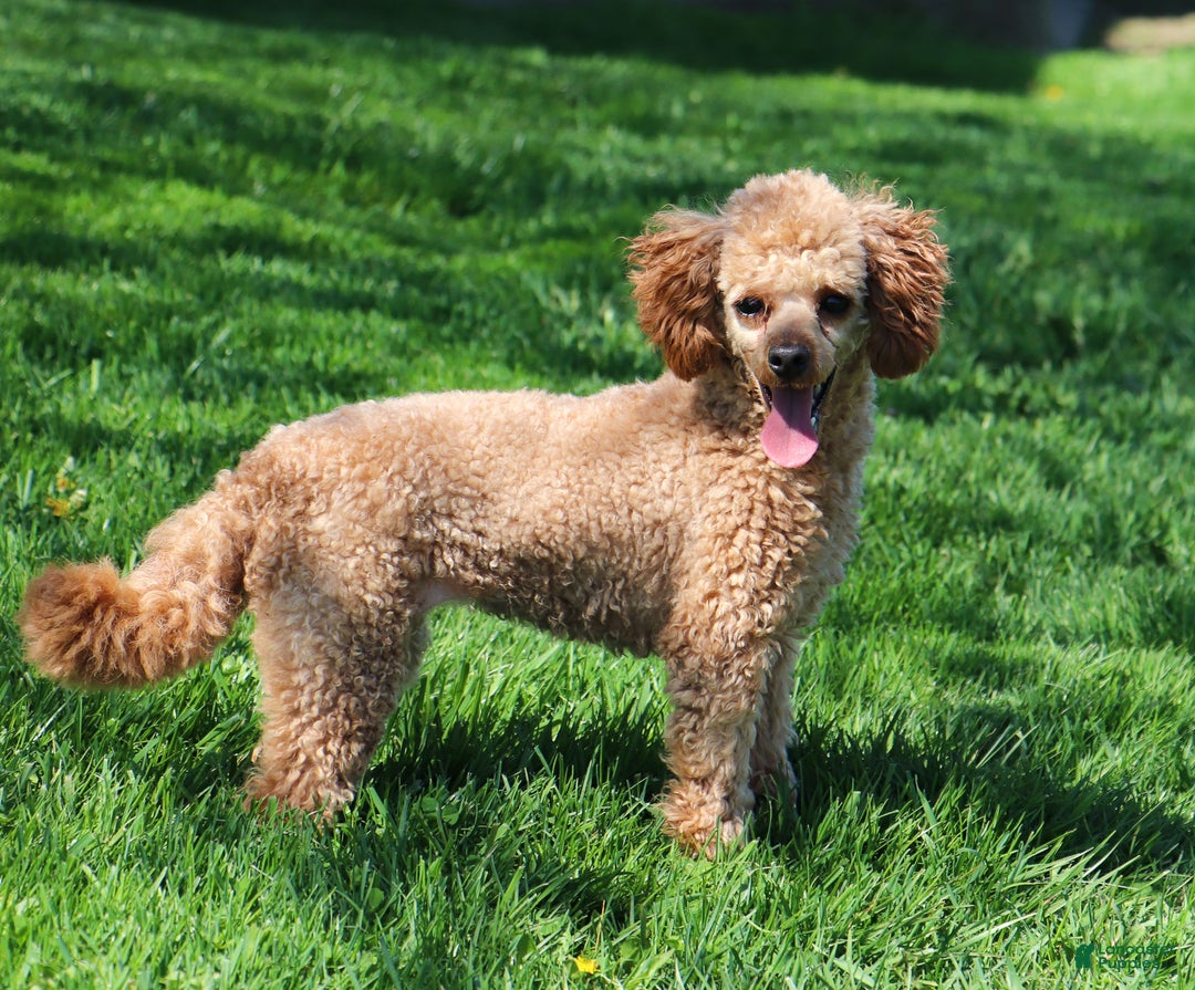 Miniature Poodle dogs for sale: Buddy - Ad 6