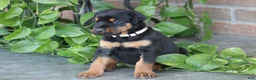Doberman Pinscher dogs for sale: Cali - Ad 5