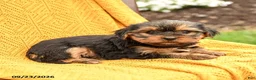 Yorkshire Terrier dogs for sale: Bella    - Ad 3
