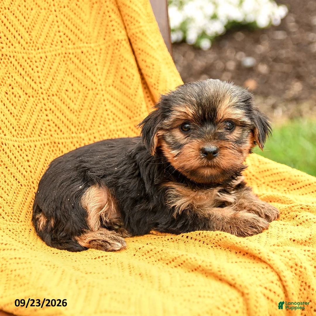 Yorkshire Terrier dogs for sale: Bella    - Ad 3