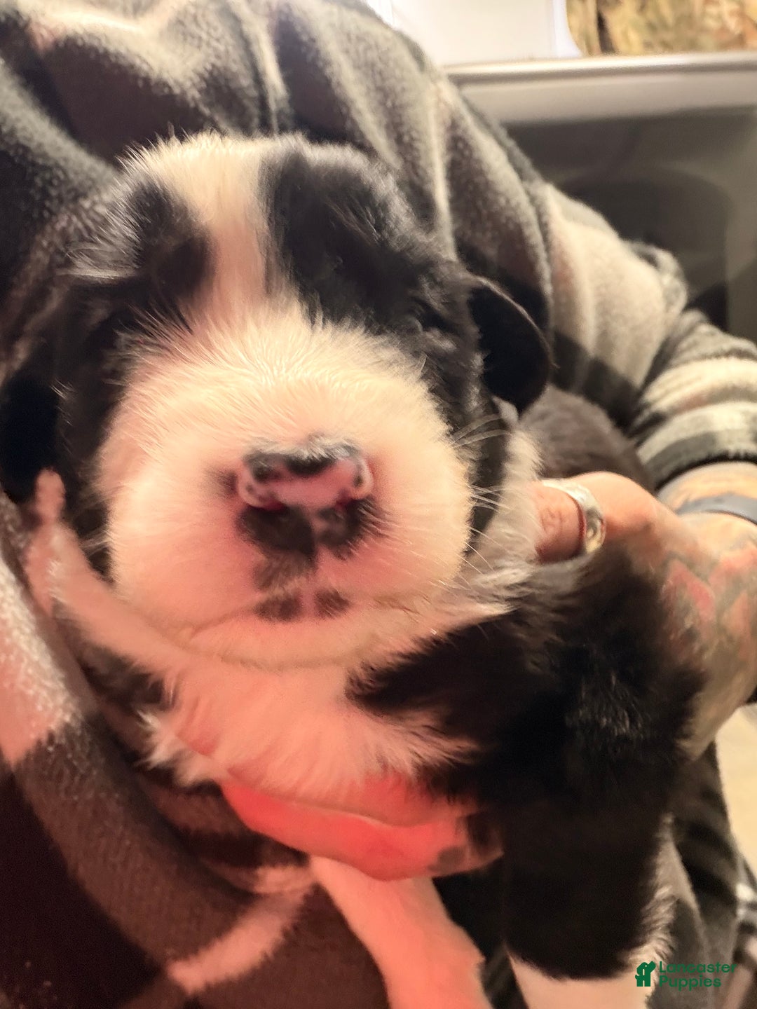 Australian Shepherd dogs for sale: Australian Shepherd Puppy- Nico  - Ad 4