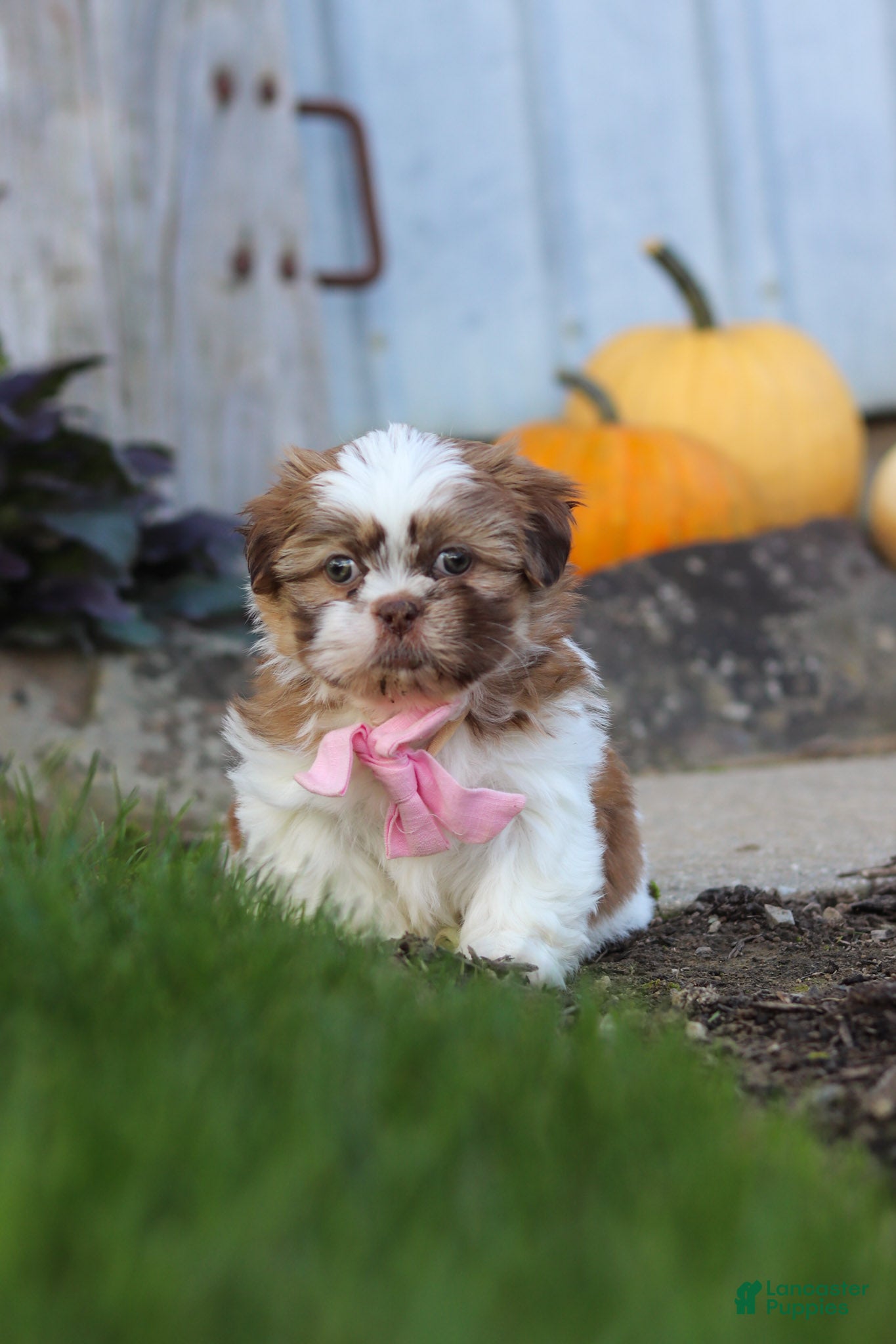 Lucy (Shih Tzu, Female) in Millersburg, OH