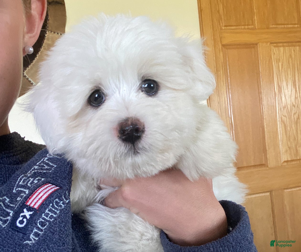 Coton De Tulear dogs Coton De Tulear Puppy 3 - Ad 11