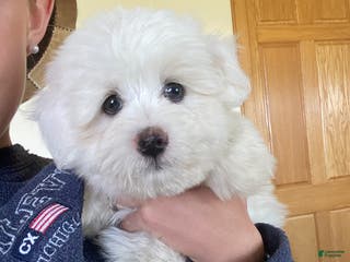 Coton De Tulear dogs Coton De Tulear Puppy 3 - Ad 13