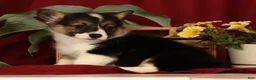 Welsh Corgi Pembroke dogs for sale: Jasmine - Ad 9