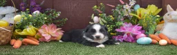 Australian Shepherd dogs for sale: Sleepy 2 brown eyes - Ad 3